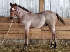 Whiskey Up Yao JW <BR> AQHA 5950571